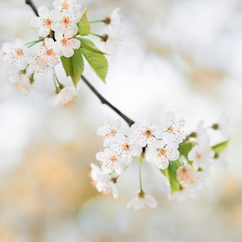 Close up of cherry blossom flowers representing Simplehuman's Citrus Blossom scent.