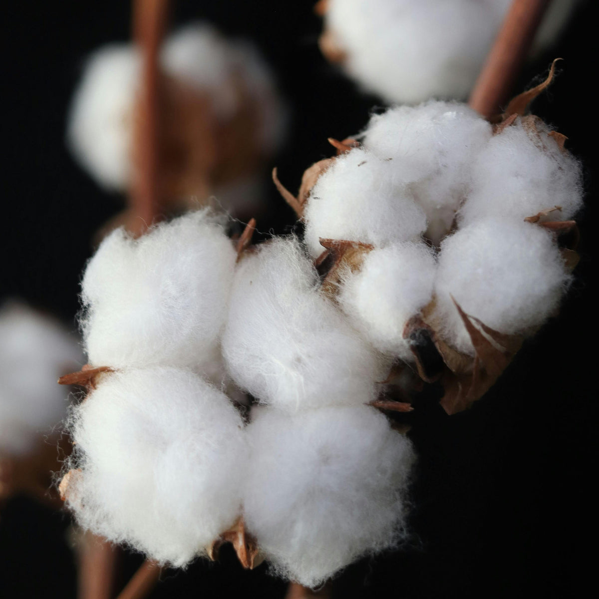 Close up of cotton balls representing Simplehuman's fragrance free scent