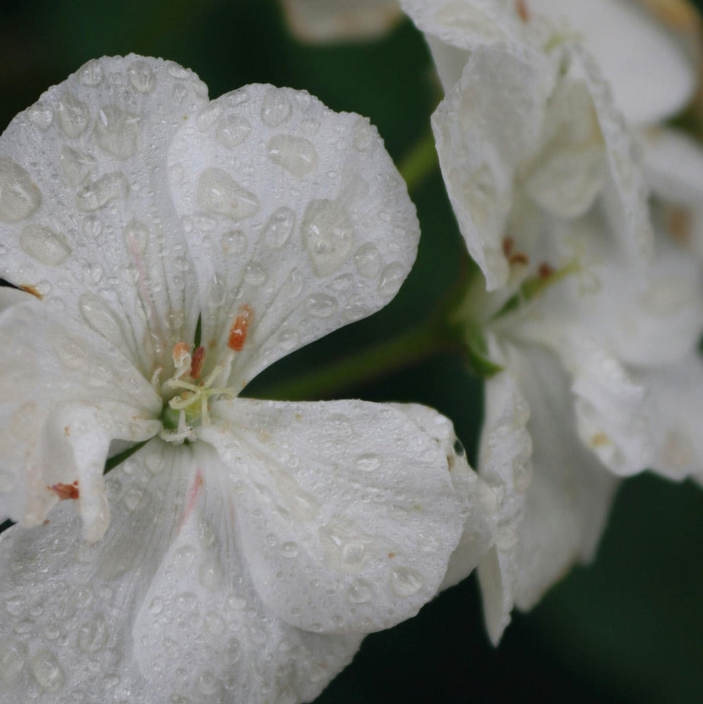 Close up of a white flower with droplets on the petals representing Simplehuman's Geranium scent.