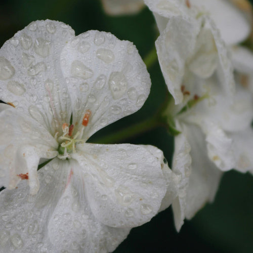 Close up of a white flower with droplets on the petals representing Simplehuman's Geranium scent.