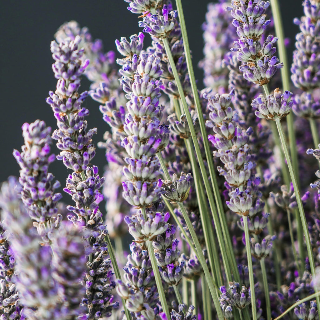 Close up of lavender flowers representing Simplehuman's Lavender scent.