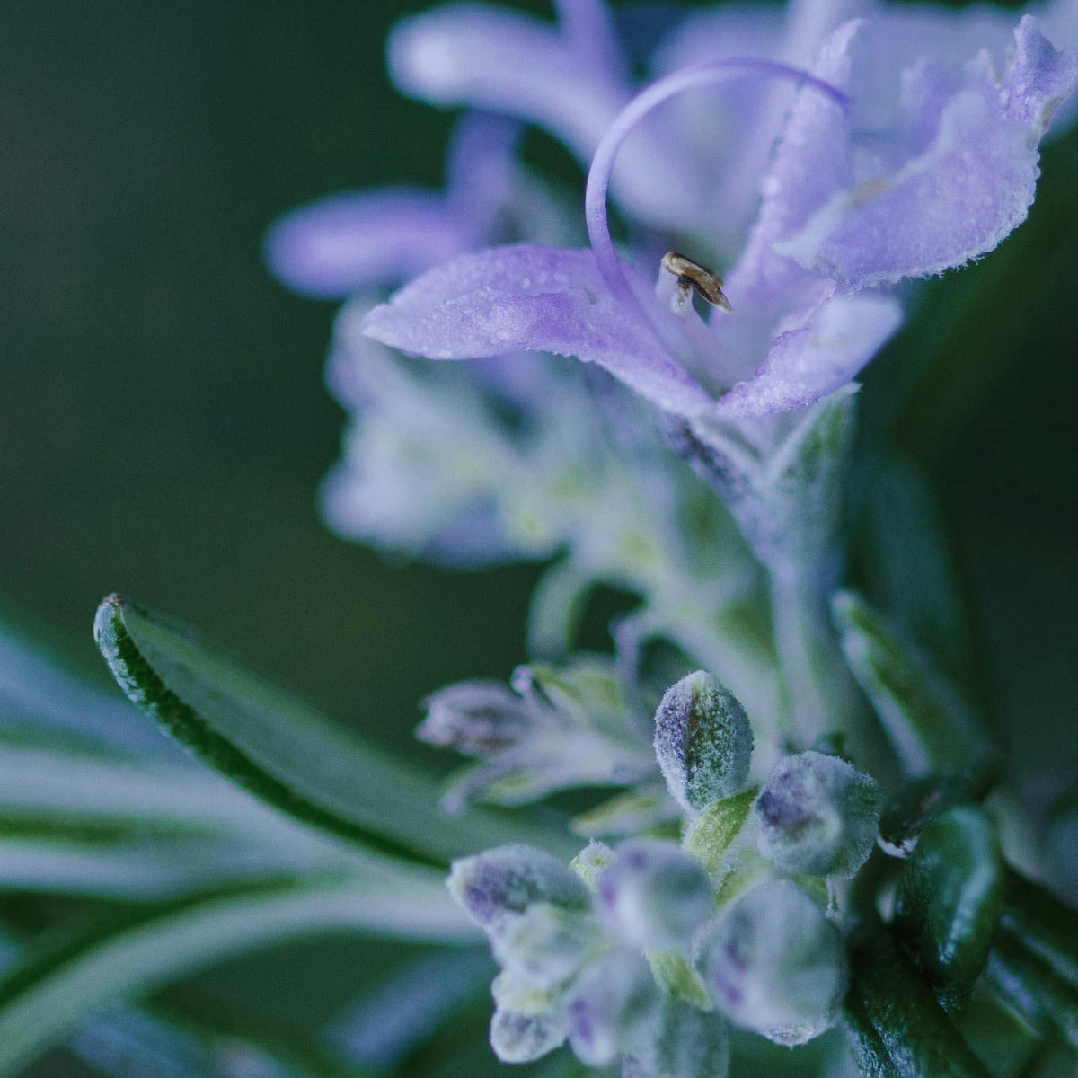 Close up of a purple lavender flower representing Simplehuman's 
Lavender Mint scent.