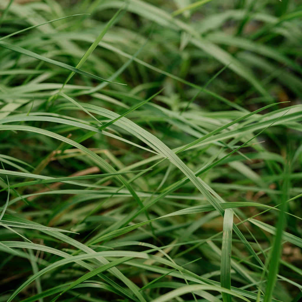 A close up of lemongrass representing Simplehuman's Yuzu Lemongrass scent.